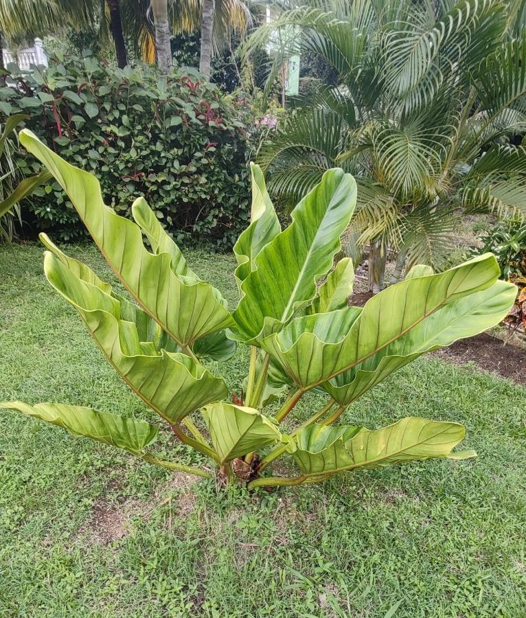 Bencastle Villa Gros Islet Esterno foto