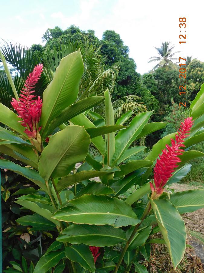 Bencastle Villa Gros Islet Esterno foto